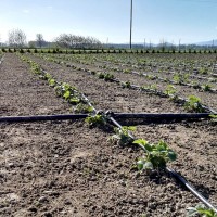linia krolująca plantacje truskawek green bud