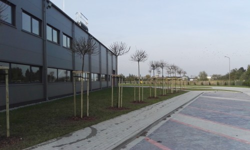 nasadzenia zastępcze klon Globosum