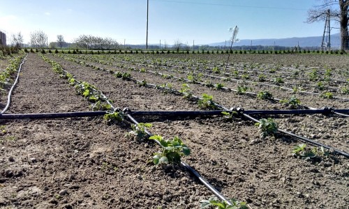 linia krolująca plantacje truskawek